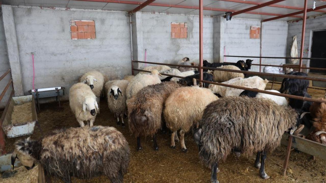 Kurbanlık satışlarında ilk hareketlilik