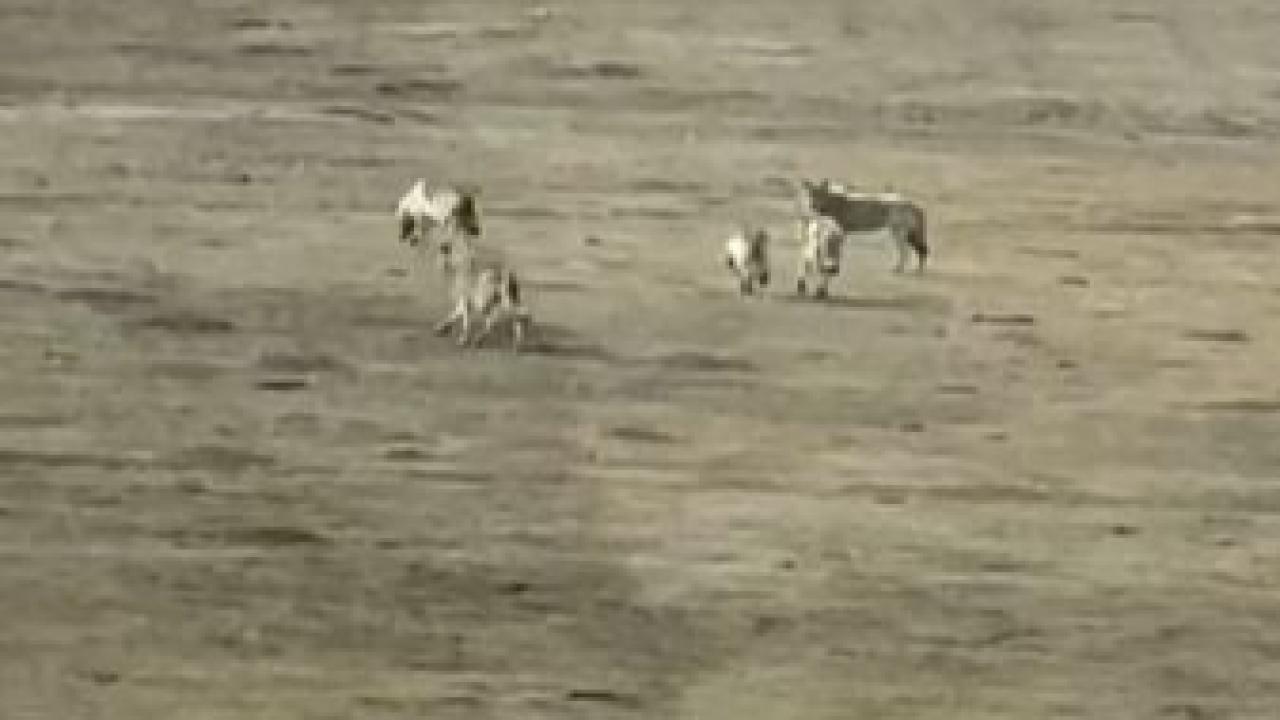 Kurt sürüsü arazide böyle görüntülendi