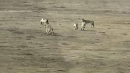 Ardahan’da kurtlar doğada görüntülendi