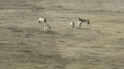 Ardahan’da kurtlar doğada görüntülendi