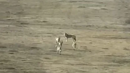 Kurt sürüsü arazide böyle görüntülendi