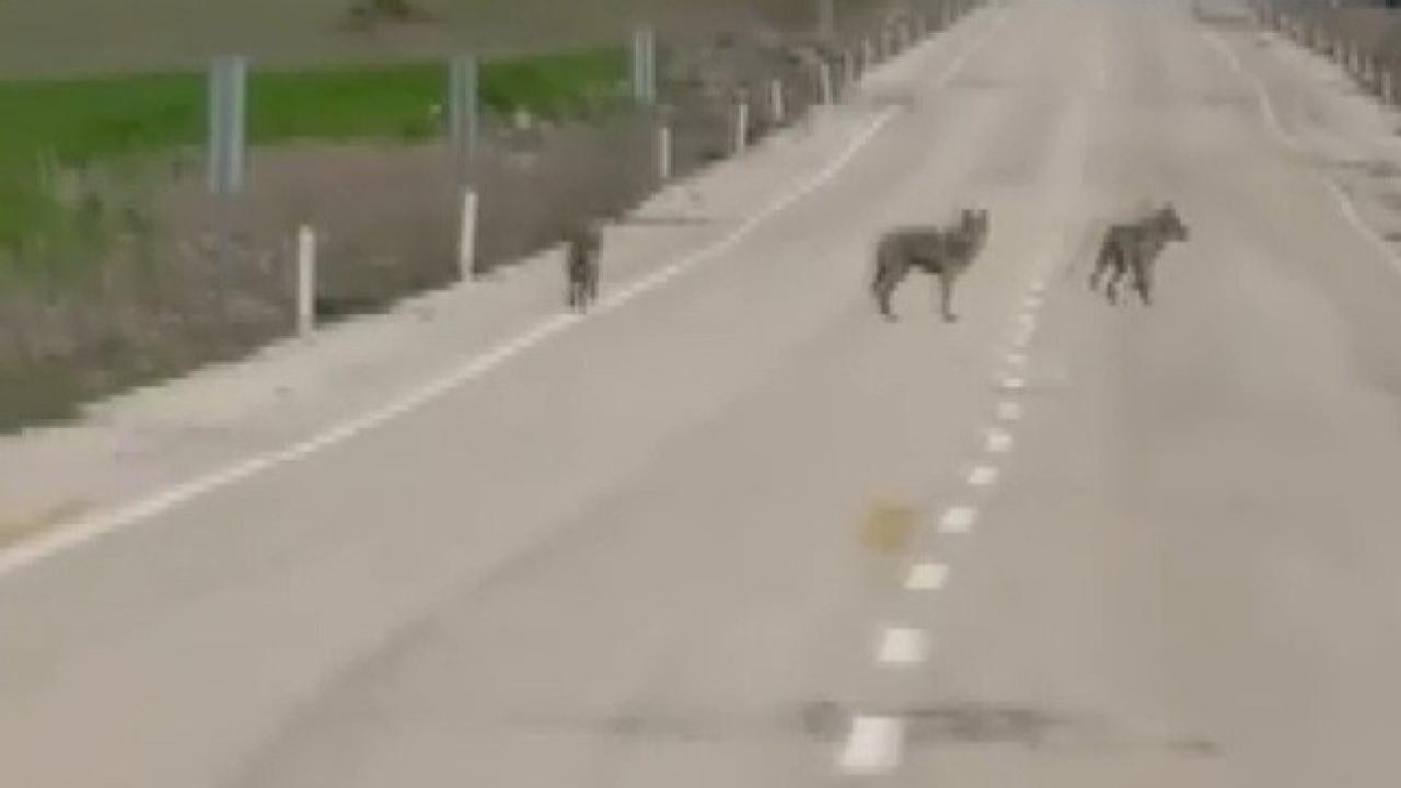 Kurt sürüsü köy yoluna indi