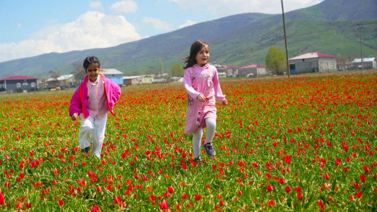 Laleler doğayı renklendirdi