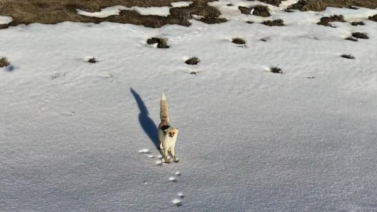 Meraklı tilki dronla görüntülendi