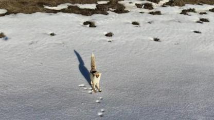 Meraklı tilki dronla görüntülendi