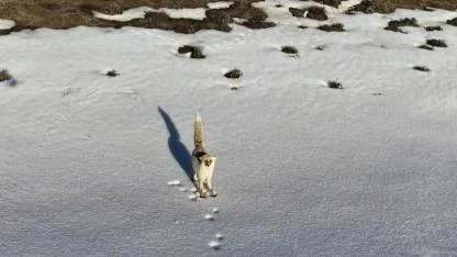 Meraklı tilki dronla görüntülendi