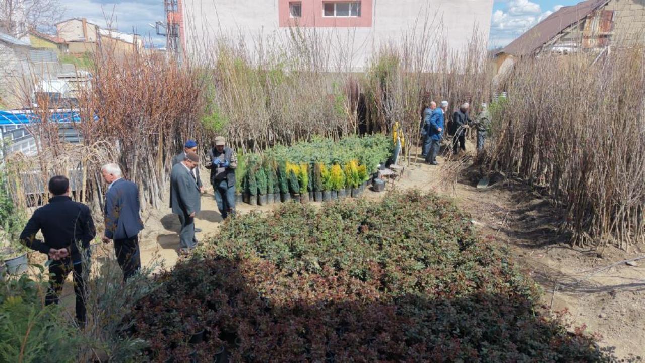 Meyve fidanları satışta