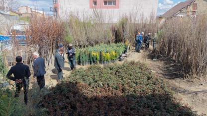 Meyve fidanları satışta