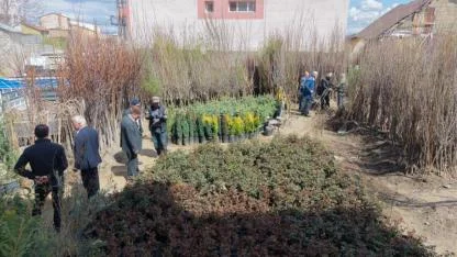 Meyve fidanları satışta