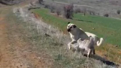 Nesli tükenmekte olan vaşak ile köpeğin kavgası