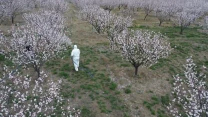 Kağızman’da kayısı bahçelerinde ilaçlama mesaisi