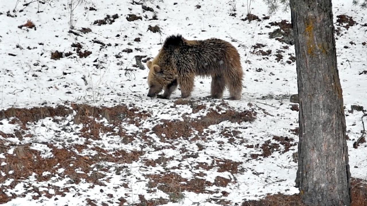 Sarıkamış ormanlarında bozayı hareketliliği