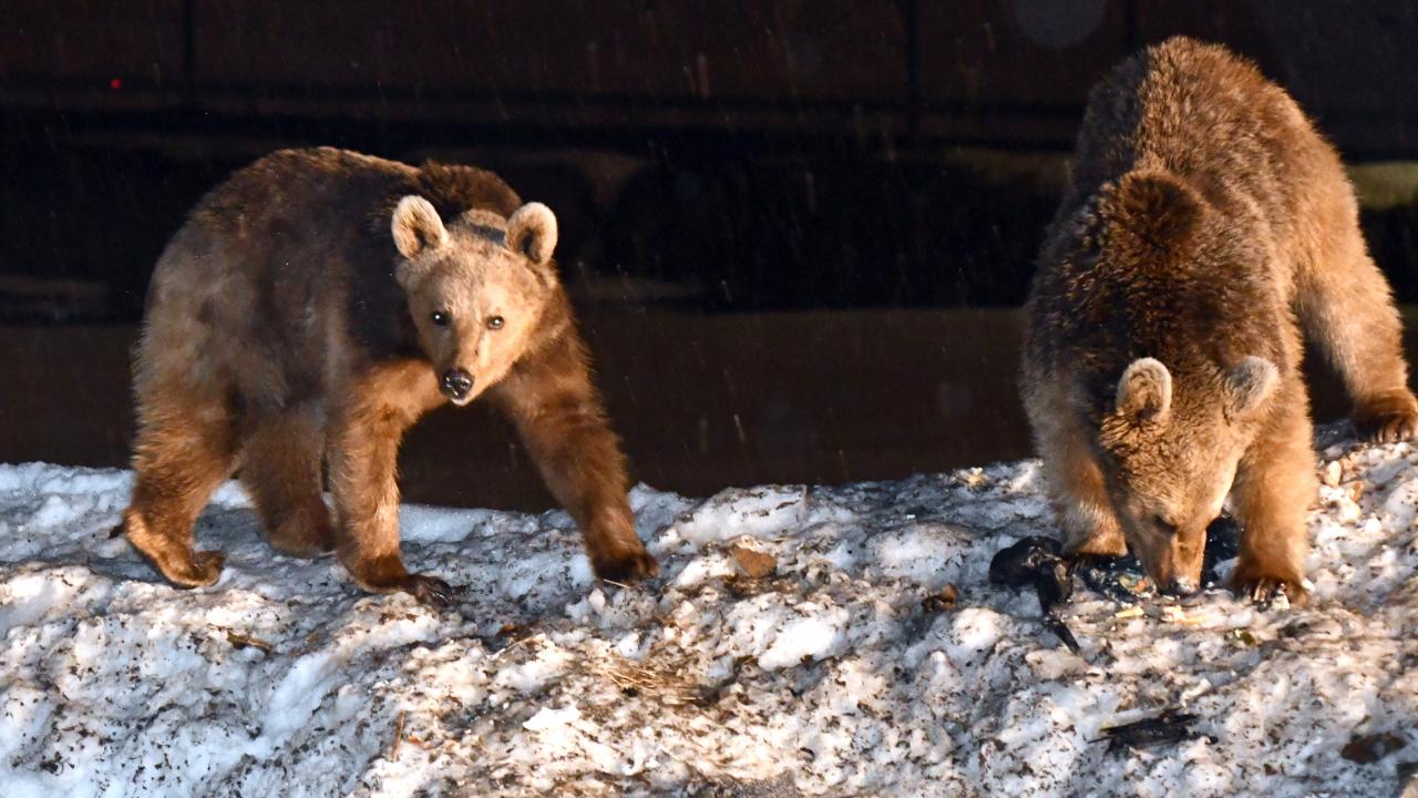 Sarıkamış’ta bozayılar kış uykusundan uyandı