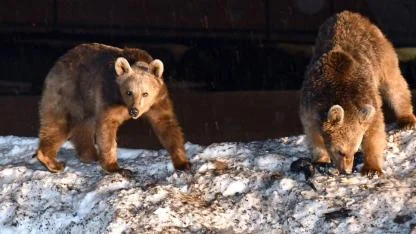 Sarıkamış’ta bozayılar kış uykusundan uyandı