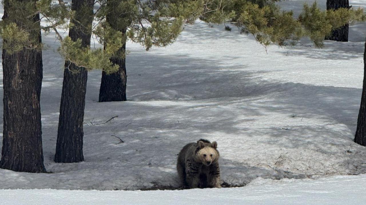 Sarıkamış’ta kış uykusundan uyanan bozayılar görüntülendi