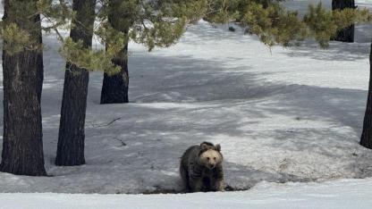 Sarıkamış’ta kış uykusundan uyanan bozayılar görüntülendi