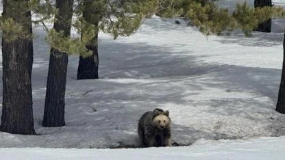 Sarıkamış’ta doğada hareketlilik
