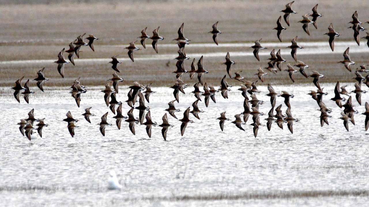 Sarıkamış'ta göçmen kuşlar sulak alanları şenlendirdi