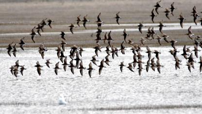 Sarıkamış'ta göçmen kuşlar sulak alanları şenlendirdi