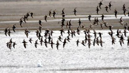 Sarıkamış'ta göçmen kuşlar sulak alanları şenlendirdi