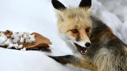 Sarıkamış’ta kızıl tilki mesire alanında görüntülendi