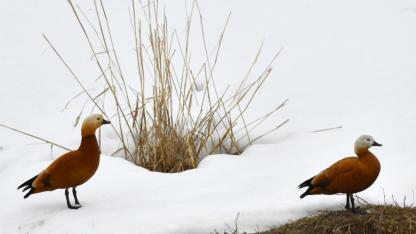 Sarıkamış'ta sulak alanlar göçmen kuşlarla şenlendi