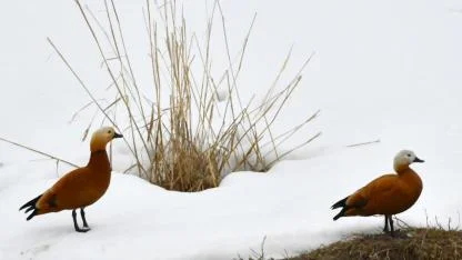 Sarıkamış'ta sulak alanlar göçmen kuşlarla şenlendi