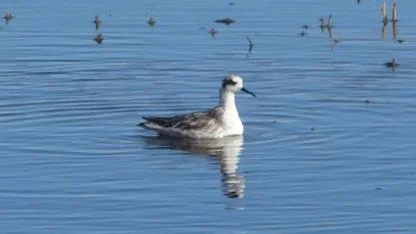 Sulak alanları kuşlarla canlandı