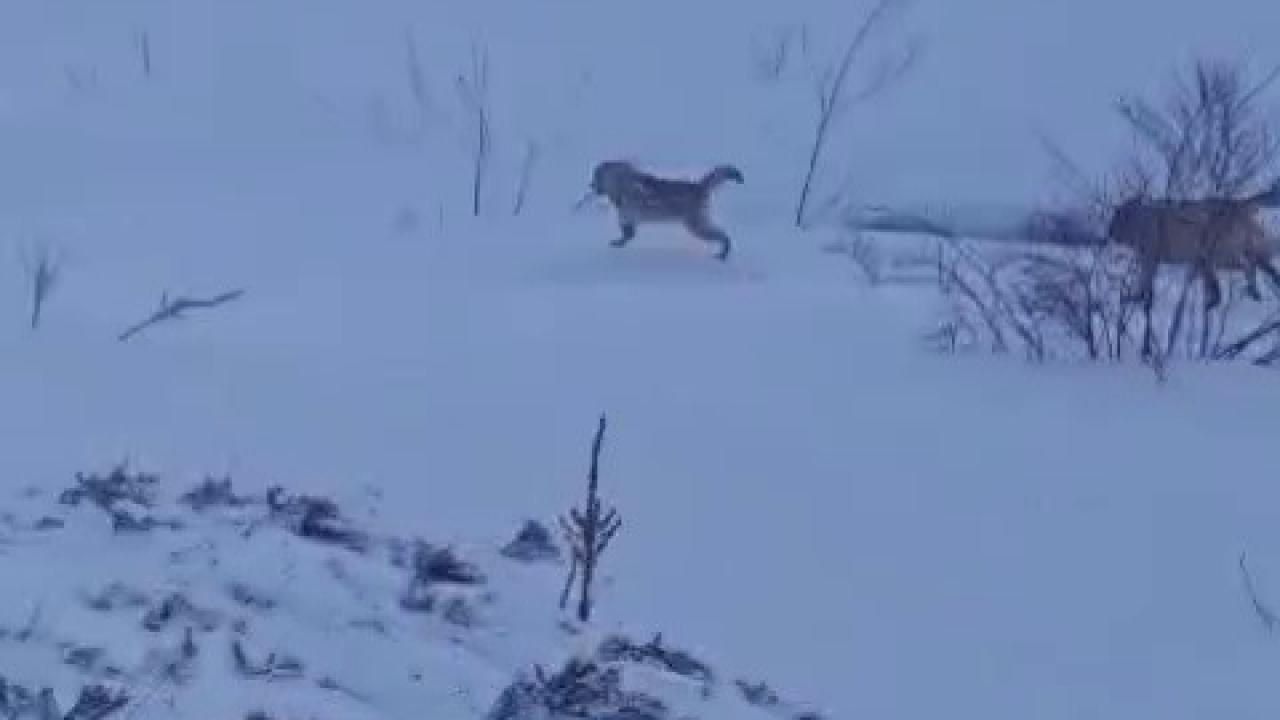 Sürüye saldıran kurt kangal köpeği tarafından engellendi