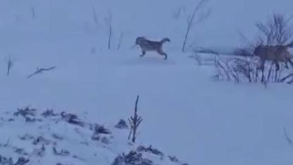 Kurt saldırısını kangal köpekleri engelledi