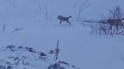Kurt saldırısını kangal köpekleri engelledi