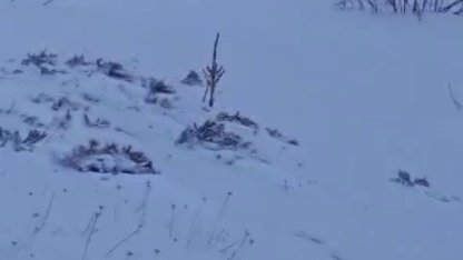 Sürüye saldıran kurt kangal köpeği tarafından engellendi