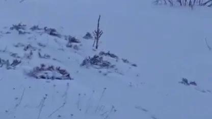 Sürüye saldıran kurt kangal köpeği tarafından engellendi