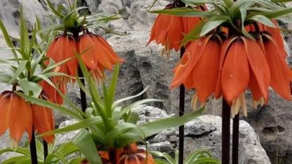 Ters laleler doğaseverleri büyülüyor