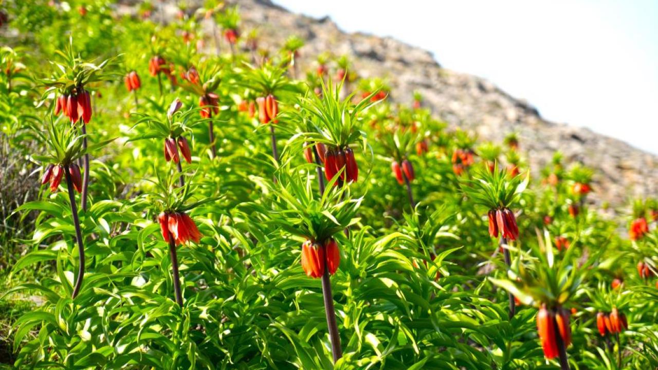Ters laleler doğayı renklendirdi