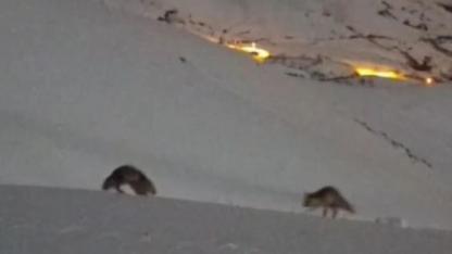 Tilkilerin gece oyunu kamerada