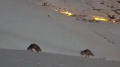 Tilkilerin gece oyunu kamerada