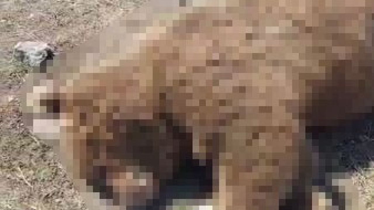 TIR’ın çarptığı boz ayı telef oldu