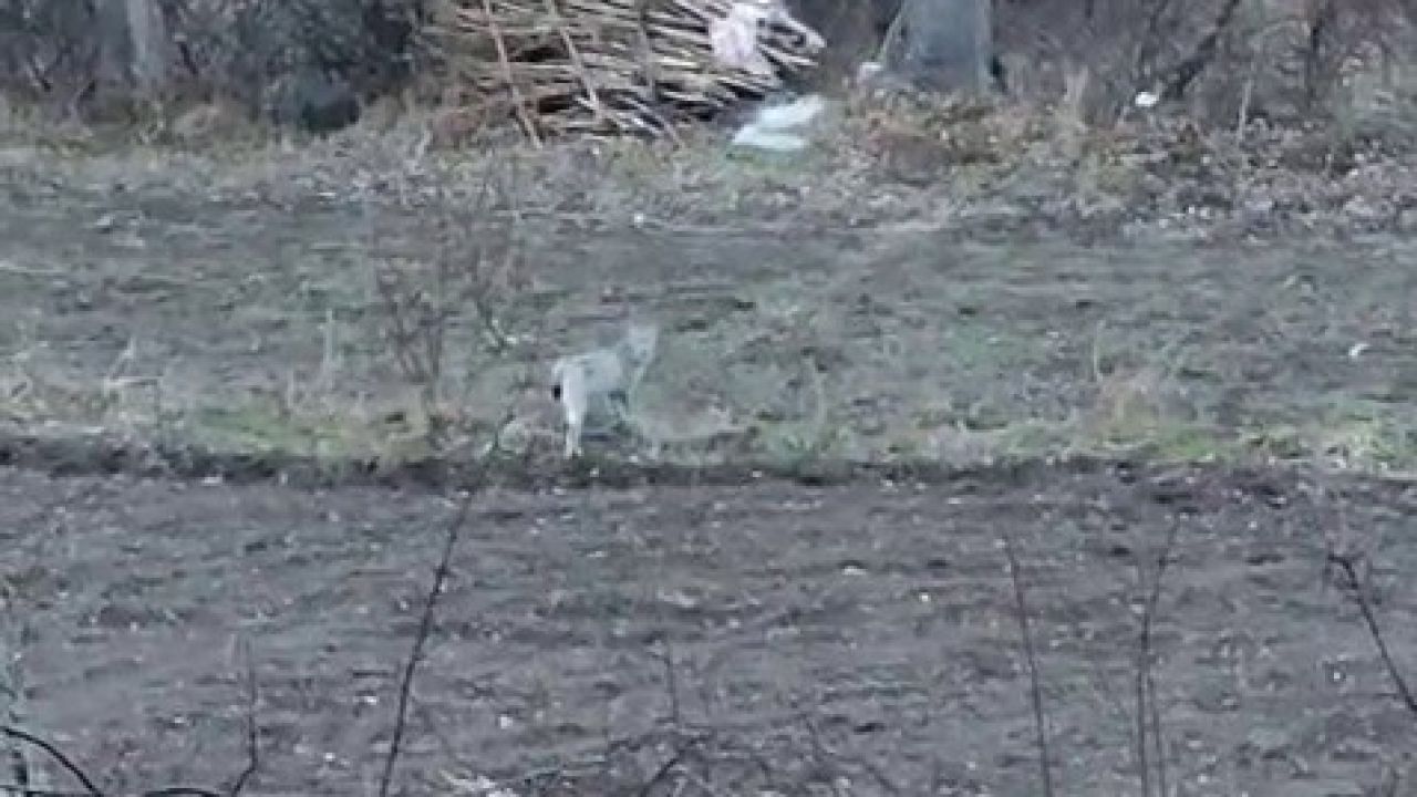 Tortum’da nesli tükenme tehlikesinde olan vaşak görüntülendi