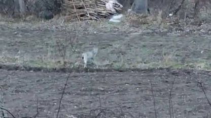 Tortum’da nesli tükenme tehlikesinde olan vaşak görüntülendi