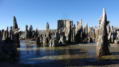 Van Gölü’nün dev mikrobiyalitleri rekor yolunda