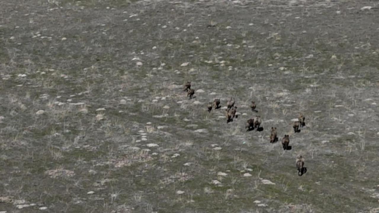 Yaban domuzları çiftçilerin kabusu oldu