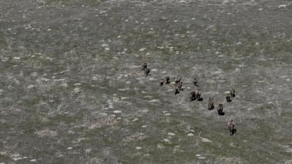 Yaban domuzları çiftçilerin kabusu oldu