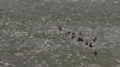 Yaban domuzları çiftçilerin kabusu oldu