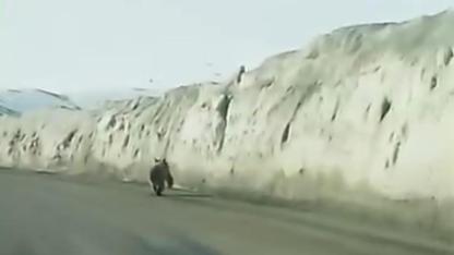 Yola inen ayı kamerada