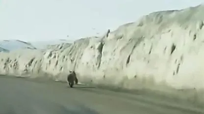 Yola inen ayı kamerada