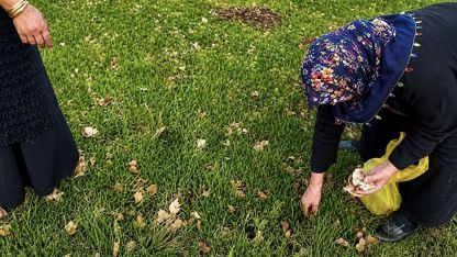 Ağrı’da kadınlar bahar otlarını topluyor