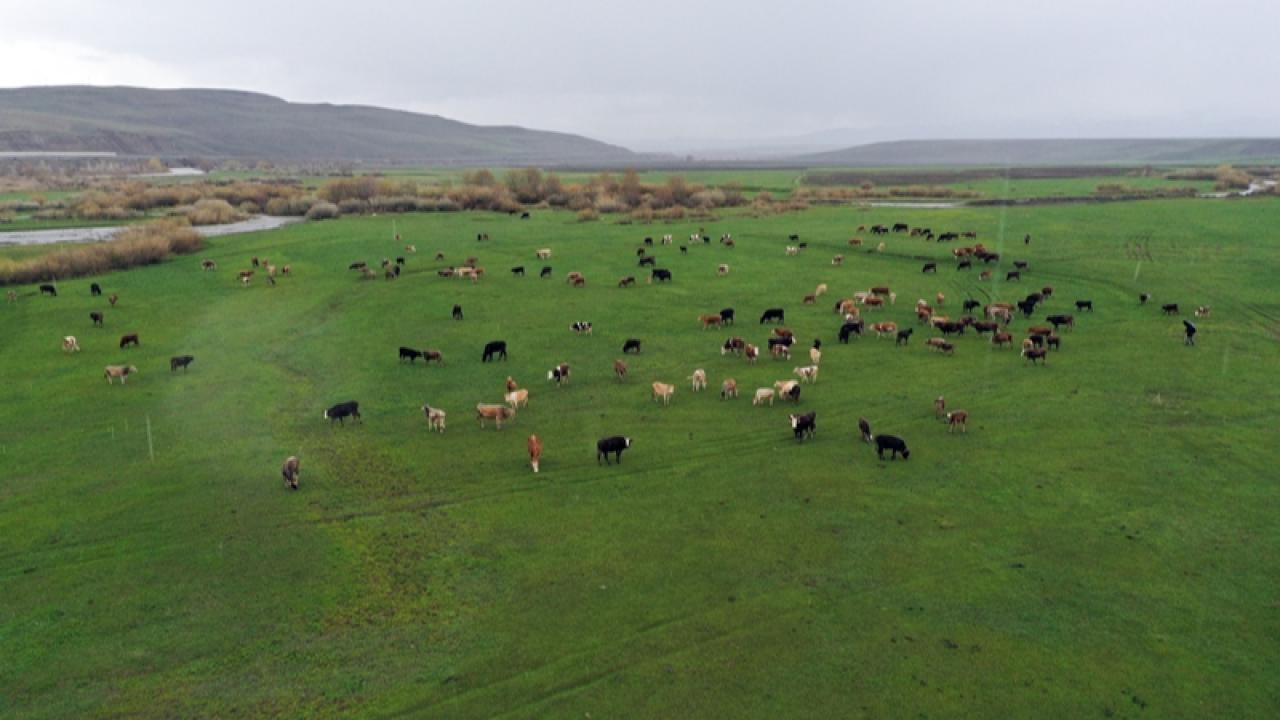 Ağrı’da kışın ardından meralara dönüş başladı