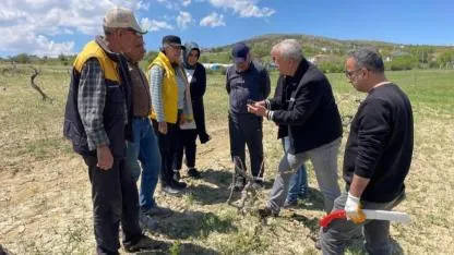 Bağ alanlarında üreticilere uygulamalı eğitim verildi