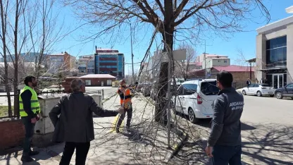 Belediye ekiplerinden ağaç budama çalışması